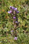 IMG 4595